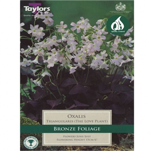 Oxalistriangularis (The Love Plant) Pre Pack